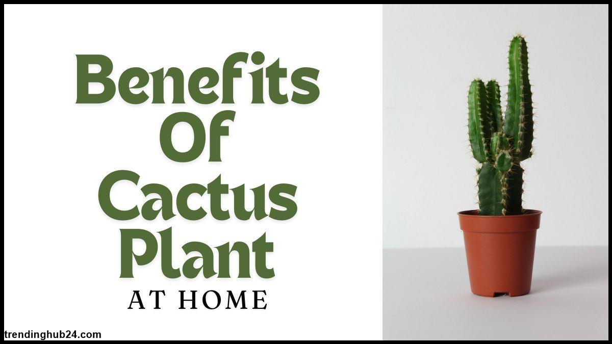 benefits of cactus plant at home Improved air quality.jpg